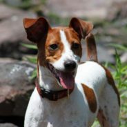 Rat Terrier