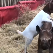 Rescue Rhino Becomes BFF With Lonely Goat