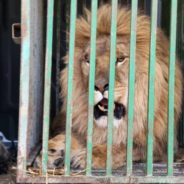 Rescuers Brave Fighting To Free Lonely Lion From Ukraine’s War