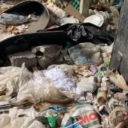 Rescuers Save Mom And Puppies From Trash-Filled House