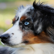 Ring Camera Shows What Happens When Australian Shepherds Are Left Home Alone