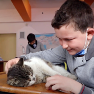 School Takes In Stray Cat & Makes Her Their Mascot