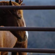 Senior Rescue Horse and Teen Cancer Patient Develop Strong Bond