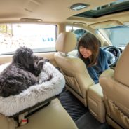 Soothing your pet’s car travel anxiety