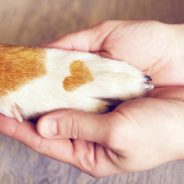 Study shows positive effects of emotional support animals