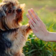 Surprising benefits of hiring a dog trainer