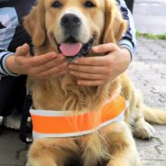 The Story Behind International Guide Dog Day