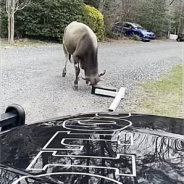 This Escaped Baby Cow Was Caught Beefing By Himself With A Mailbox In New Jersey