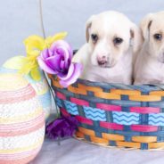 Three Newborn Puppies Were Abandoned In A Basket. Now These “Basket Babes” Are Flying To Safety For Easter