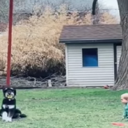 Toddler Negotiates With Dog To Get His Toy Back