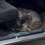 Ukrainian Police Officer Rescues Dog Found In Destroyed Car