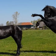 Watch Friesian Stallions Meet Each Other For The First Time