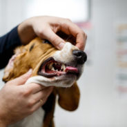 When bad breath in dogs is more than a dental problem