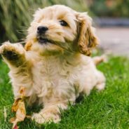 When Couple Adopts Their Grandson, He Convinces Them to Adopt a Dog, Too