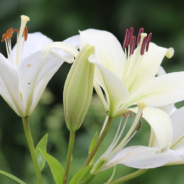 Why Cat Owner’s Should Avoid Lilies This Mother’s Day