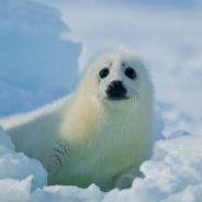 Why This Year’s Seal Hunt In Canada Should Be The Last