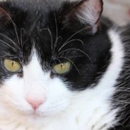 With Patience and Encouragement, Skittish Feral Cat Becomes ‘Source of Love’