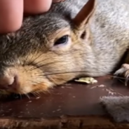 Woman Rescues Baby Squirrel And He Refuses To Leave Her Side