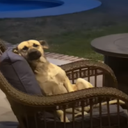 Woman Wakes Up To Find Stray Dog Sitting On Her Patio Furniture