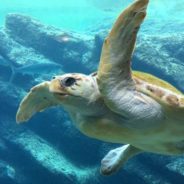 10 Interesting Facts About Sea Turtles