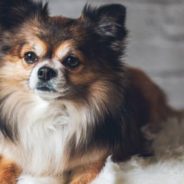 5 Mexican Dog Breeds