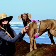 9 Beach Rules for Cool Dogs