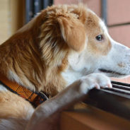 A Bike Ride with Mom Made Bette the Dog Bravely Face the Outside World Once Again