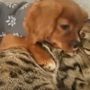 A Male Cat Plays Big Brother to a Puppy, and It’s so Cute!