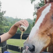 A Picky Senior Horse Finally Found the Perfect Mare to Love and Share His Ranch Life With