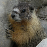 A Team Studying The Yellow-Bellied Marmots Discover The Key To The Species’ Long Life