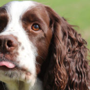 A Vet from a West Lothian Hospital Saves a Sprocker from a Punctured Tongue