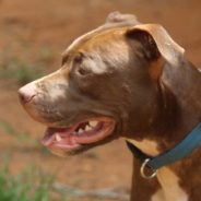 After Beloved Dog Dies, Veteran Finds Perfect Shelter Pet To Help Him Heal