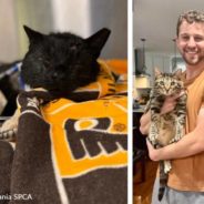 After Brutal Attack, Buddy The Cat Gets Adopted By Vet Who Saved Him