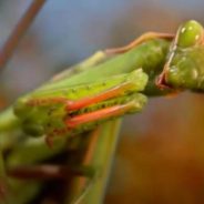 Are You Ready to Swap Your Dog or Cat for a Praying Mantis as Pet?