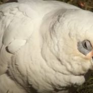 Australia’s Diverse Birdlife and Habitats Make It the Mecca for Birdwatching