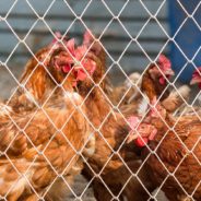 Avian Flu Panic Has U.S. Poultry Farmers Killing Chickens In Horrific Ways