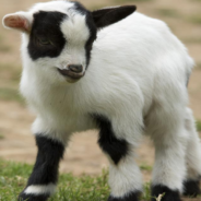 Baby Goats Play ‘King Of The Hill’ On Top Of A Bucket