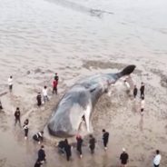 Beached Sperm Whale on the Brink of Death was Saved by Rescue Crews in China