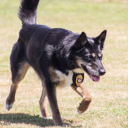 Beloved K-9 Ruby, Who Went From Shelter Dog To Hero, Has Crossed The Rainbow Bridge