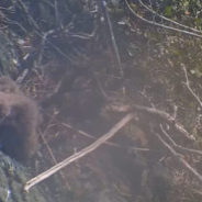 Biologists Save an Eaglet That Fell from Its Nest at Catalina Island