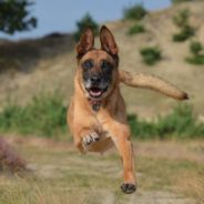 Brave Dog Risks Her Life To Save Owner When Mountain Lion Attacks