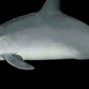 Can We Still Save the Remaining Ten Vaquita Porpoises from Extinction?