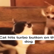 Cat Accidentally Hits The ‘Turbo Button’ On The Dog