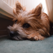 CBD for storm anxiety