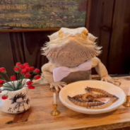 Chef Lenny The Lizard Enjoys A Fancy Breakfast Of Worms