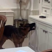 Clever German Shepherd Sneakily Opens Cabinet To Steal A Bag Of Treats