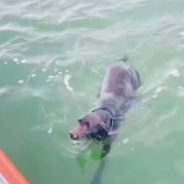 Coast Guard Rescues Dog That Fell Overboard In Pamlico Sound