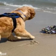 Cutest Dog Loves the Beach but Scared of Getting Wet!