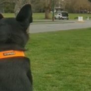 Dog BFFs Reunite After 7 Months Apart