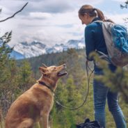 Dog-Friendly Hikes with a Picture-Perfect View